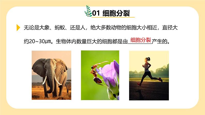 七下新浙教版(2025)初中科学 第一章生命的结构与生殖 1.1《生物体的结构层次》 第1课时 课件第6页