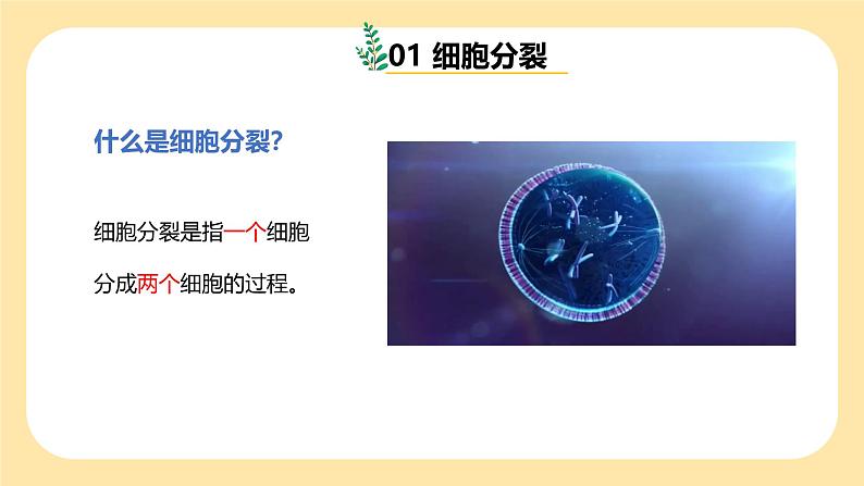 七下新浙教版(2025)初中科学 第一章生命的结构与生殖 1.1《生物体的结构层次》 第1课时 课件第7页
