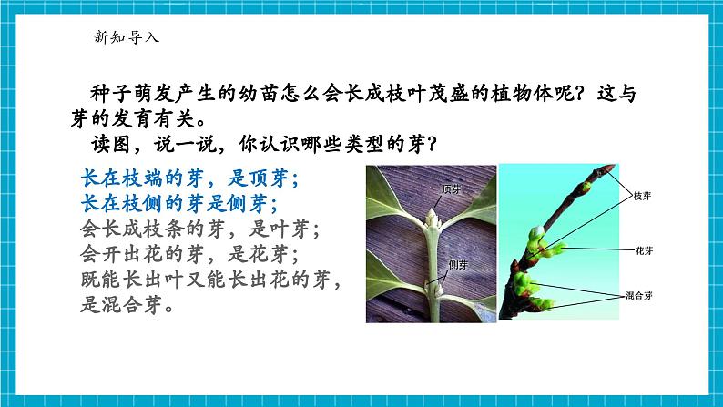 浙教版七下科学 1.3 植物的生殖与发育(5)第5页