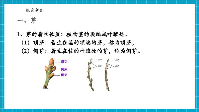 浙教版七下科学 1.3 植物的生殖与发育(5)第6页