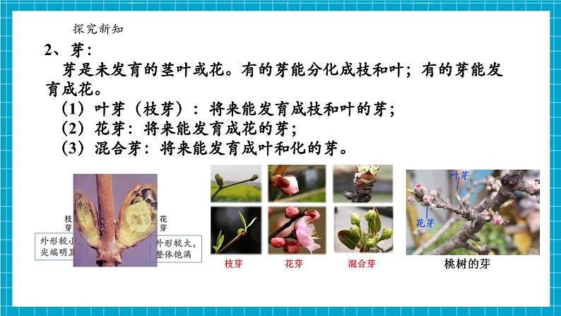 浙教版七下科学 1.3 植物的生殖与发育(5)第7页