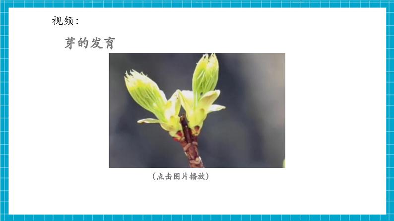 浙教版七下科学 1.3 植物的生殖与发育(5)第8页