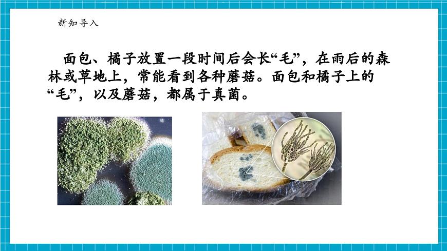 浙教版七下科學(xué) 1.4 微生物的結(jié)構(gòu)與發(fā)育（2）第5頁