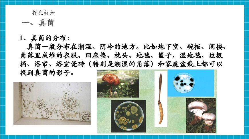 浙教版七下科學(xué) 1.4 微生物的結(jié)構(gòu)與發(fā)育（2）第6頁