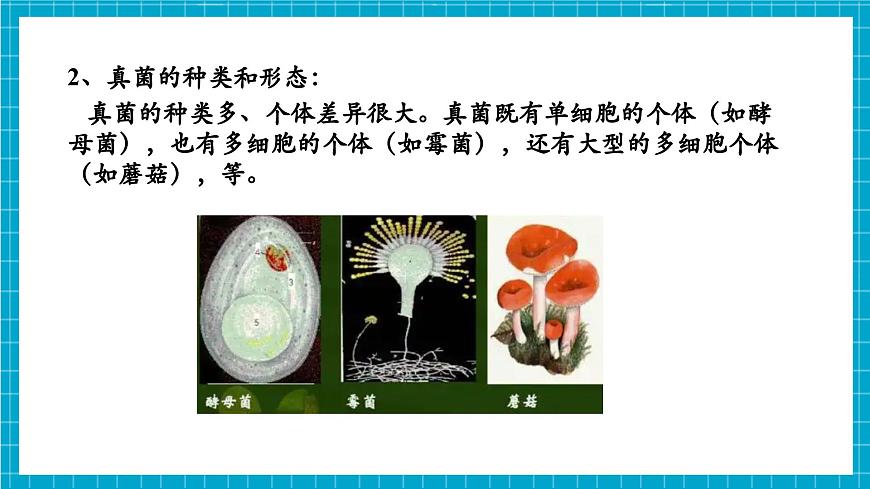 浙教版七下科學(xué) 1.4 微生物的結(jié)構(gòu)與發(fā)育（2）第7頁