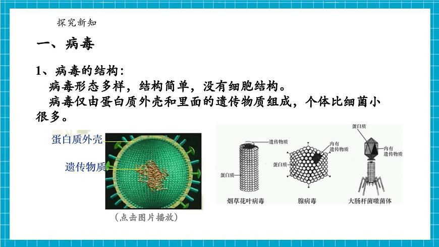 浙教版七下科學 1.4 微生物的結(jié)構(gòu)與發(fā)育（3）第5頁