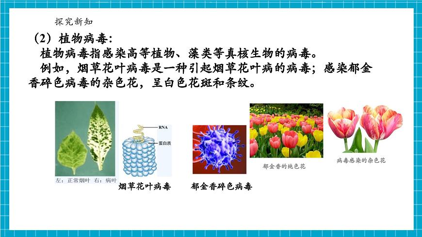 浙教版七下科學 1.4 微生物的結(jié)構(gòu)與發(fā)育（3）第8頁