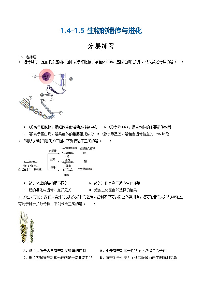 【核心素养】浙教版科学九年级下册 1.4-1.5生物的遗传与进化(分层练习)(原卷版)第1页