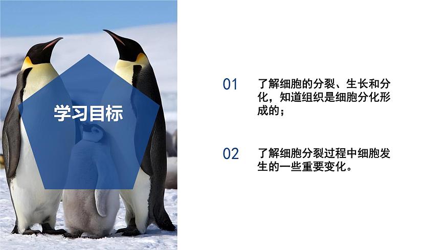 【核心素養(yǎng)】浙教版科學七年級下冊1.1 生物體的結(jié)構(gòu)層次（第1課時）（教學課件）第3頁