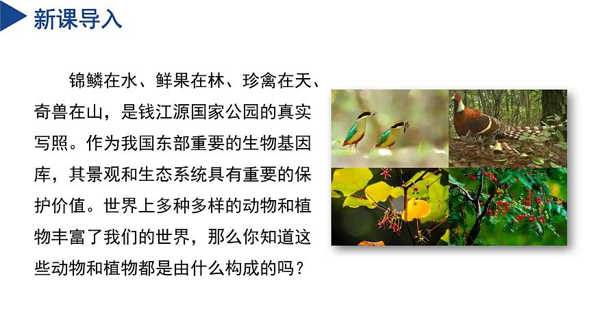 【核心素養(yǎng)】浙教版科學七年級下冊1.1 生物體的結(jié)構(gòu)層次（第1課時）（教學課件）第4頁