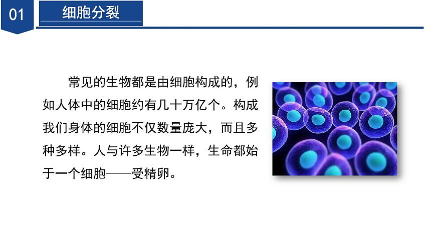 【核心素養(yǎng)】浙教版科學七年級下冊1.1 生物體的結(jié)構(gòu)層次（第1課時）（教學課件）第6頁
