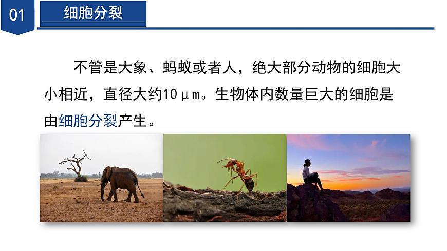 【核心素養(yǎng)】浙教版科學七年級下冊1.1 生物體的結(jié)構(gòu)層次（第1課時）（教學課件）第8頁