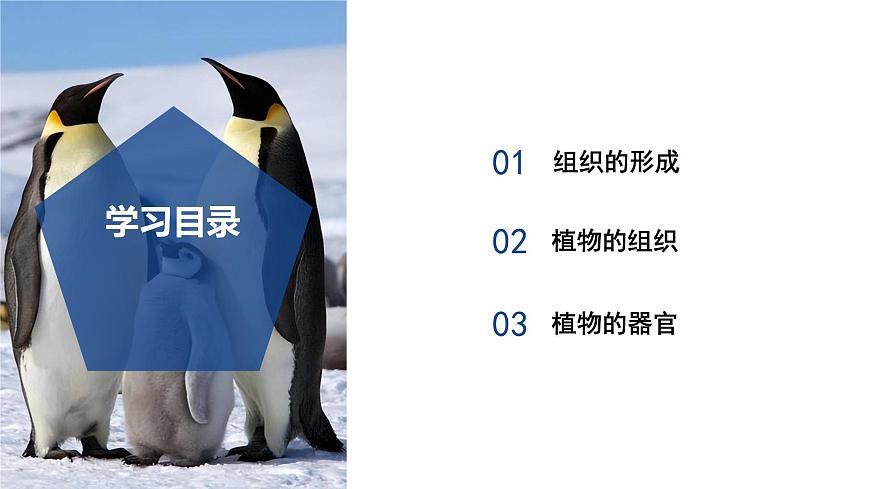 【核心素養(yǎng)】浙教版科學(xué)七年級(jí)下冊(cè)1.1 生物體的結(jié)構(gòu)層次（第2課時(shí)）（教學(xué)課件）第2頁(yè)