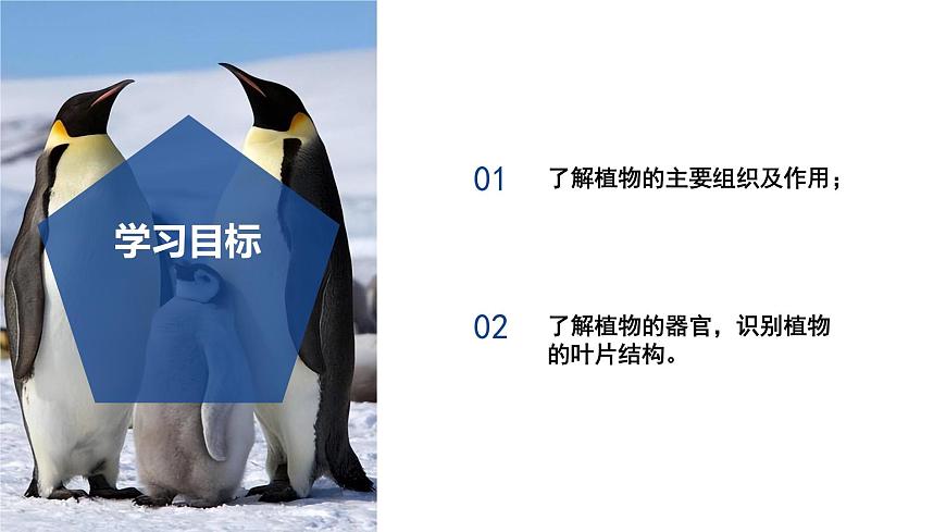 【核心素養(yǎng)】浙教版科學(xué)七年級(jí)下冊(cè)1.1 生物體的結(jié)構(gòu)層次（第2課時(shí)）（教學(xué)課件）第3頁(yè)