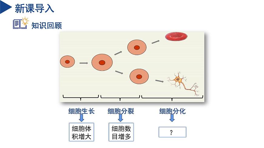 【核心素養(yǎng)】浙教版科學(xué)七年級(jí)下冊(cè)1.1 生物體的結(jié)構(gòu)層次（第2課時(shí)）（教學(xué)課件）第4頁(yè)
