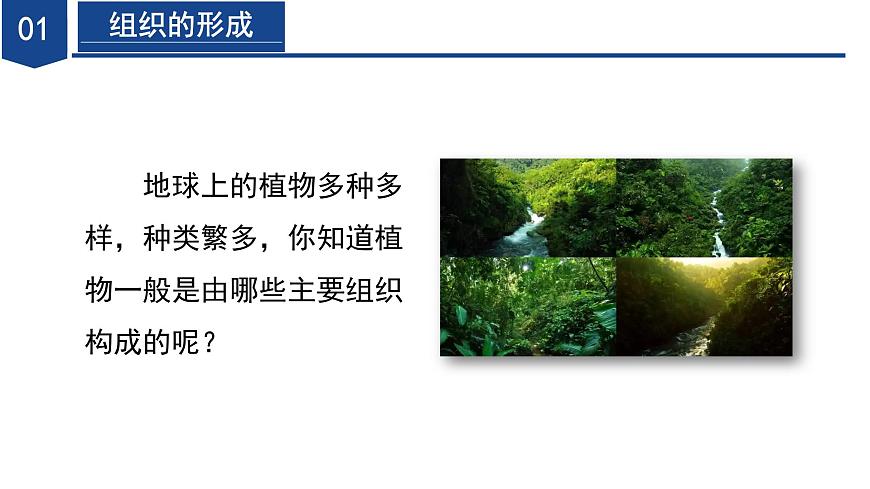 【核心素養(yǎng)】浙教版科學(xué)七年級(jí)下冊(cè)1.1 生物體的結(jié)構(gòu)層次（第2課時(shí)）（教學(xué)課件）第8頁(yè)