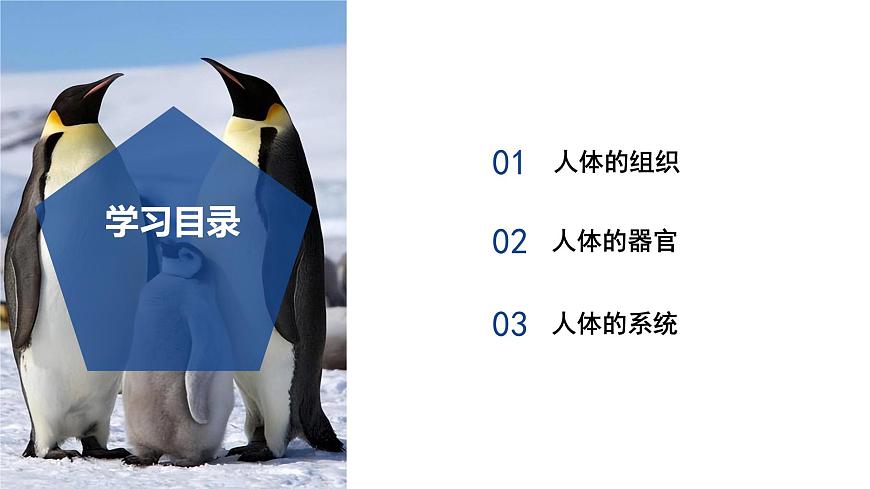 【核心素養(yǎng)】浙教版科學(xué)七年級(jí)下冊(cè)1.1 生物體的結(jié)構(gòu)層次（第3課時(shí)）（教學(xué)課件）第2頁(yè)