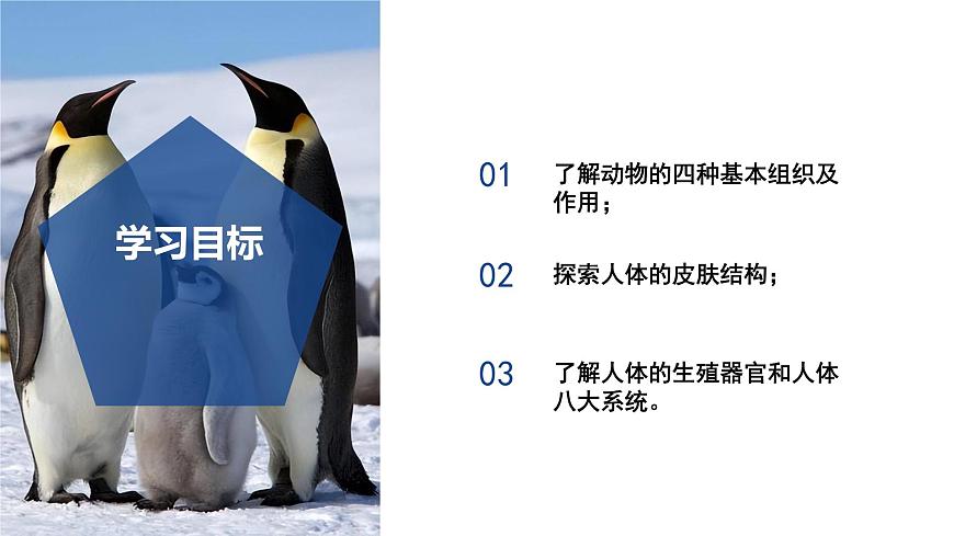 【核心素養(yǎng)】浙教版科學(xué)七年級(jí)下冊(cè)1.1 生物體的結(jié)構(gòu)層次（第3課時(shí)）（教學(xué)課件）第3頁(yè)