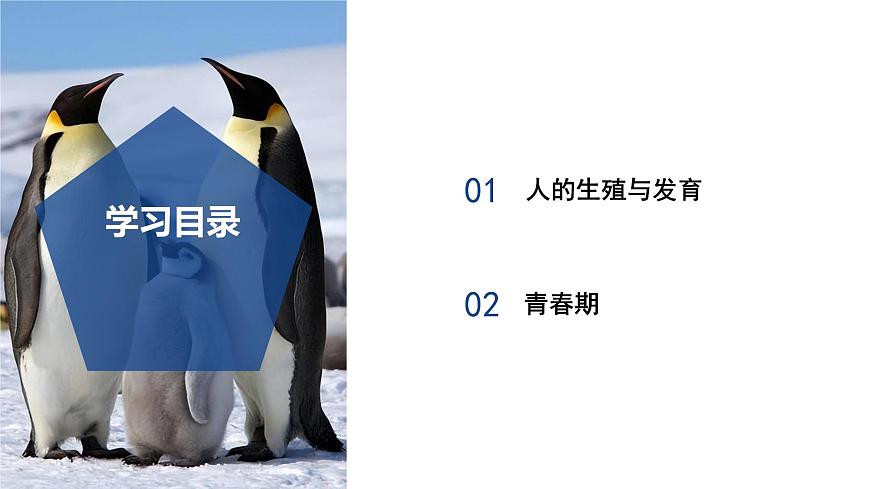 【核心素養(yǎng)】浙教版科學七年級下冊1.2 人和動物的生殖與發(fā)育（第1課時）（教學課件）第2頁