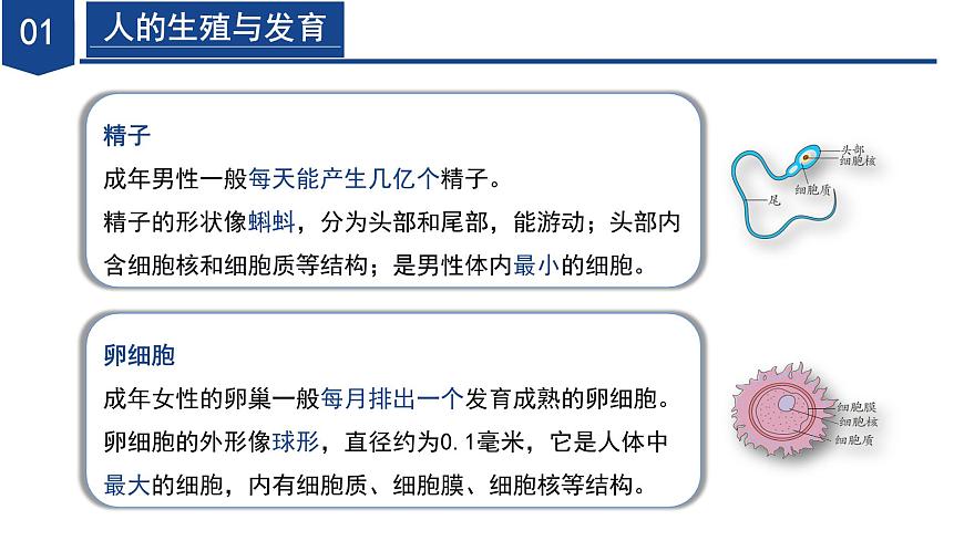 【核心素養(yǎng)】浙教版科學七年級下冊1.2 人和動物的生殖與發(fā)育（第1課時）（教學課件）第7頁