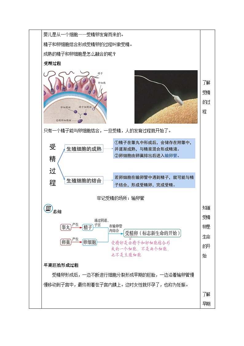【核心素养】浙教版科学七年级下册1.2 人和动物的生殖与发育(第1课时)(教学设计)第3页