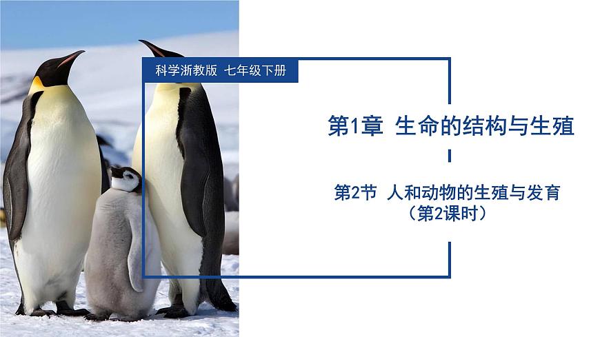 【核心素養(yǎng)】浙教版科學(xué)七年級(jí)下冊(cè)1.2 人和動(dòng)物的生殖與發(fā)育（第2課時(shí)）（教學(xué)課件）第1頁(yè)