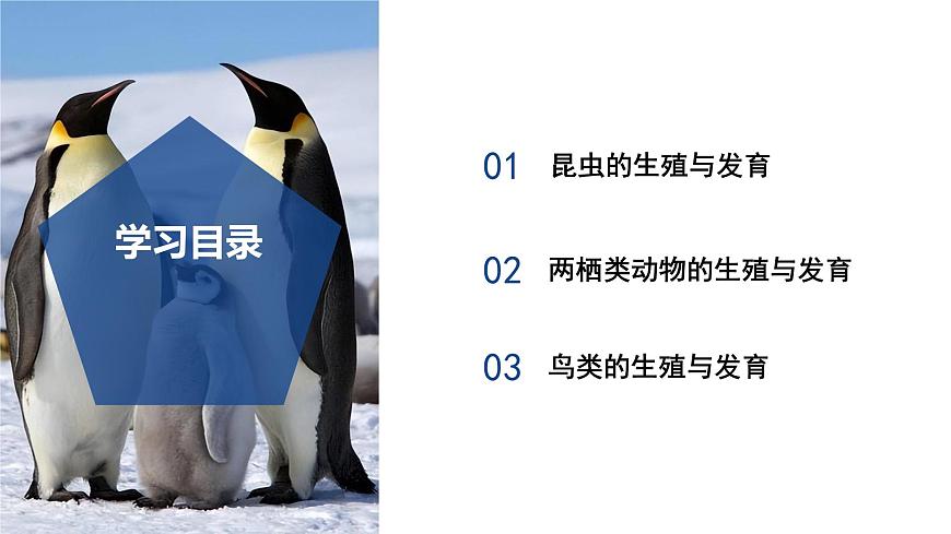 【核心素養(yǎng)】浙教版科學(xué)七年級(jí)下冊(cè)1.2 人和動(dòng)物的生殖與發(fā)育（第2課時(shí)）（教學(xué)課件）第2頁(yè)