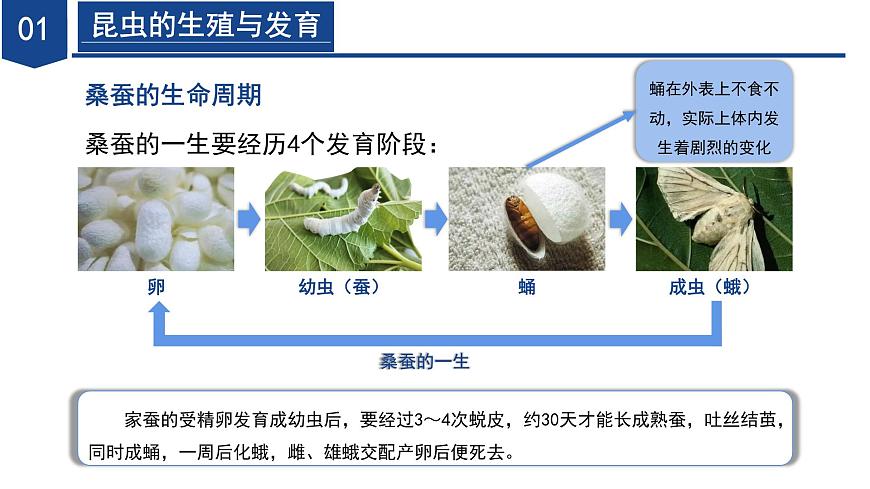 【核心素養(yǎng)】浙教版科學(xué)七年級(jí)下冊(cè)1.2 人和動(dòng)物的生殖與發(fā)育（第2課時(shí)）（教學(xué)課件）第7頁(yè)