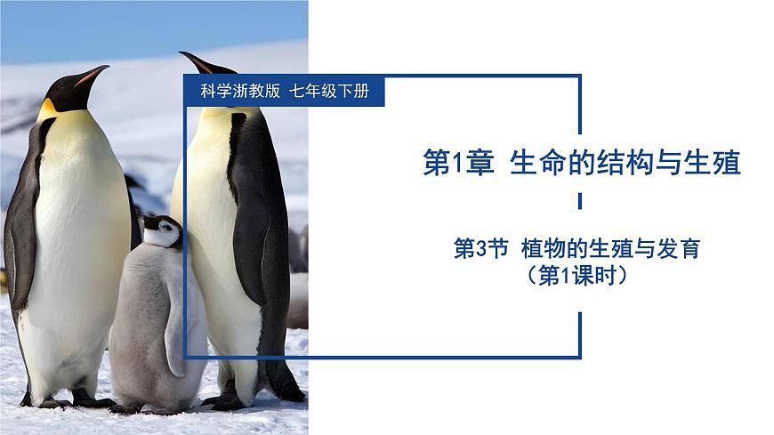 【核心素養(yǎng)】浙教版科學(xué)七年級下冊1.3 植物的生殖與發(fā)育（第1課時）（教學(xué)課件）第1頁