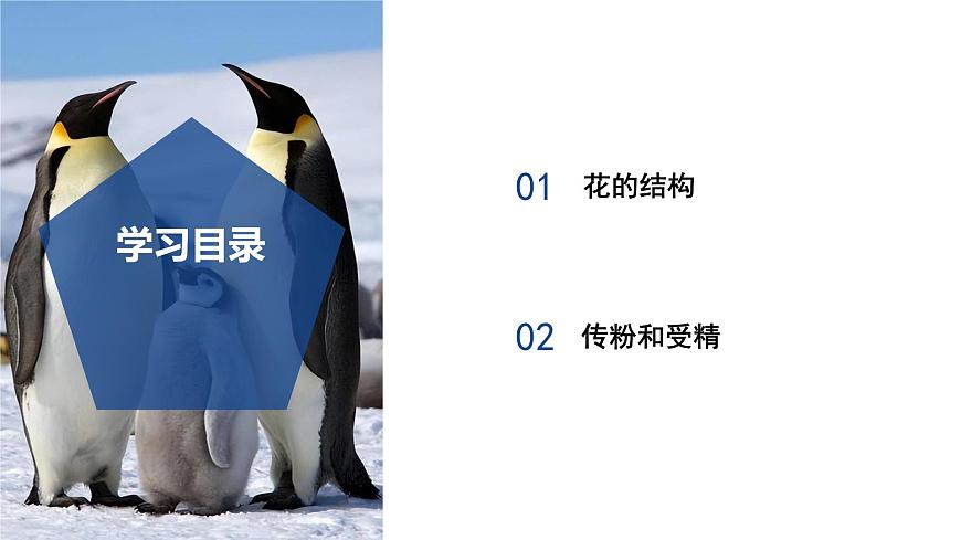 【核心素養(yǎng)】浙教版科學(xué)七年級下冊1.3 植物的生殖與發(fā)育（第1課時）（教學(xué)課件）第2頁
