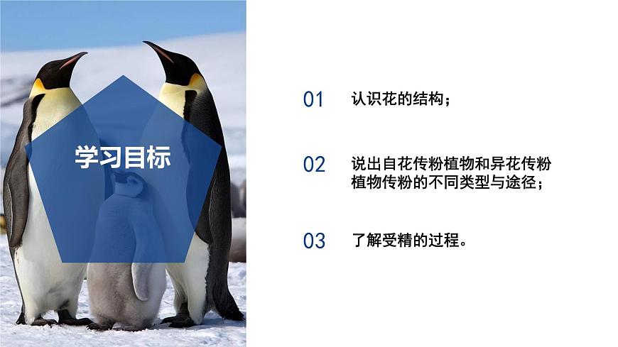 【核心素養(yǎng)】浙教版科學(xué)七年級下冊1.3 植物的生殖與發(fā)育（第1課時）（教學(xué)課件）第3頁
