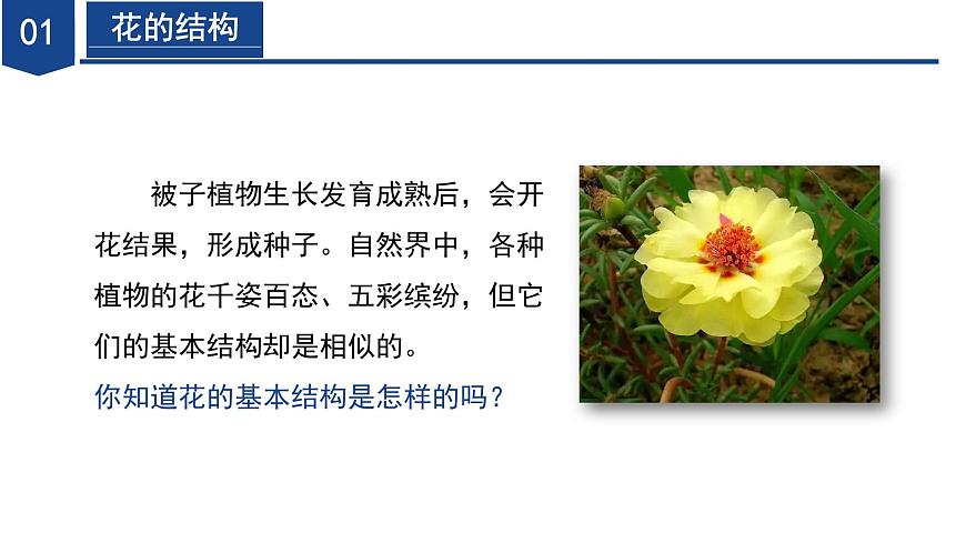 【核心素養(yǎng)】浙教版科學(xué)七年級下冊1.3 植物的生殖與發(fā)育（第1課時）（教學(xué)課件）第6頁