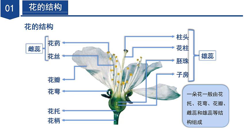 【核心素養(yǎng)】浙教版科學(xué)七年級下冊1.3 植物的生殖與發(fā)育（第1課時）（教學(xué)課件）第7頁