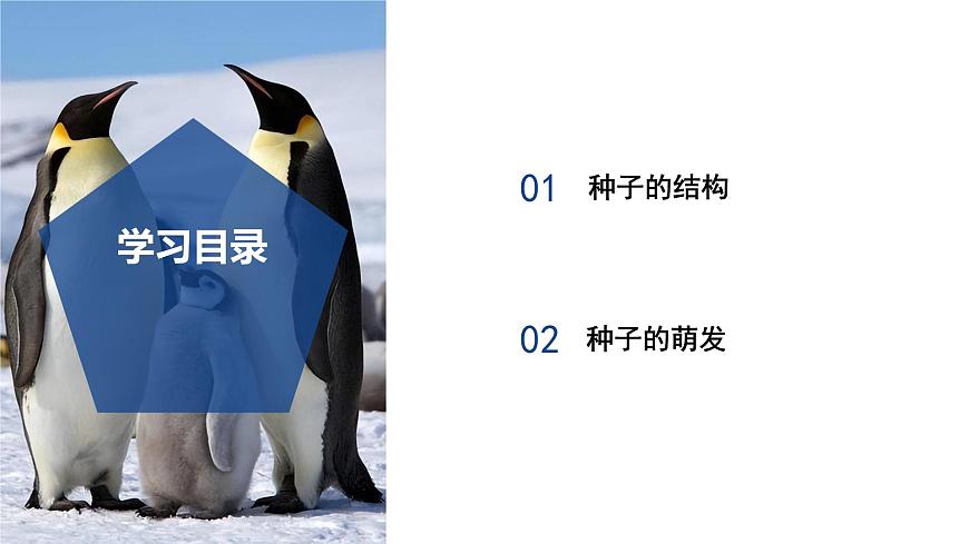 【核心素養(yǎng)】浙教版科學(xué)七年級下冊1.3 植物的生殖與發(fā)育（第2課時）（教學(xué)課件）第2頁