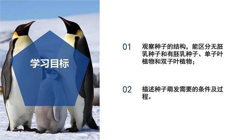 【核心素養(yǎng)】浙教版科學(xué)七年級下冊1.3 植物的生殖與發(fā)育（第2課時）（教學(xué)課件）第3頁