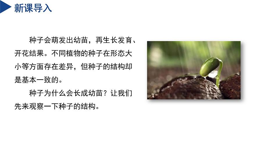 【核心素養(yǎng)】浙教版科學(xué)七年級下冊1.3 植物的生殖與發(fā)育（第2課時）（教學(xué)課件）第4頁