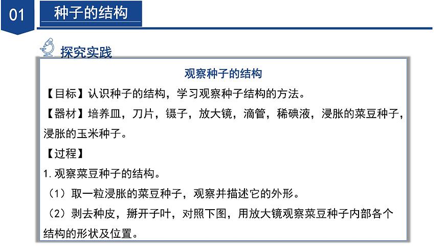 【核心素養(yǎng)】浙教版科學(xué)七年級下冊1.3 植物的生殖與發(fā)育（第2課時）（教學(xué)課件）第6頁