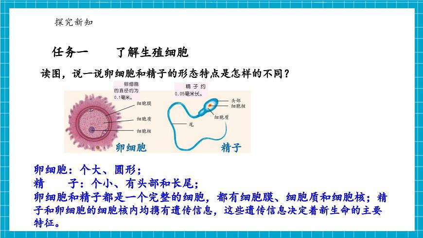 浙教版七下科學(xué) 1.2 人和動物的生殖與發(fā)育（1）第5頁