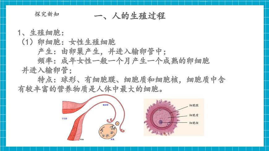 浙教版七下科學(xué) 1.2 人和動物的生殖與發(fā)育（1）第6頁