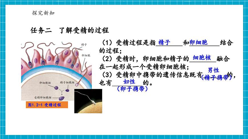 浙教版七下科學(xué) 1.2 人和動物的生殖與發(fā)育（1）第8頁