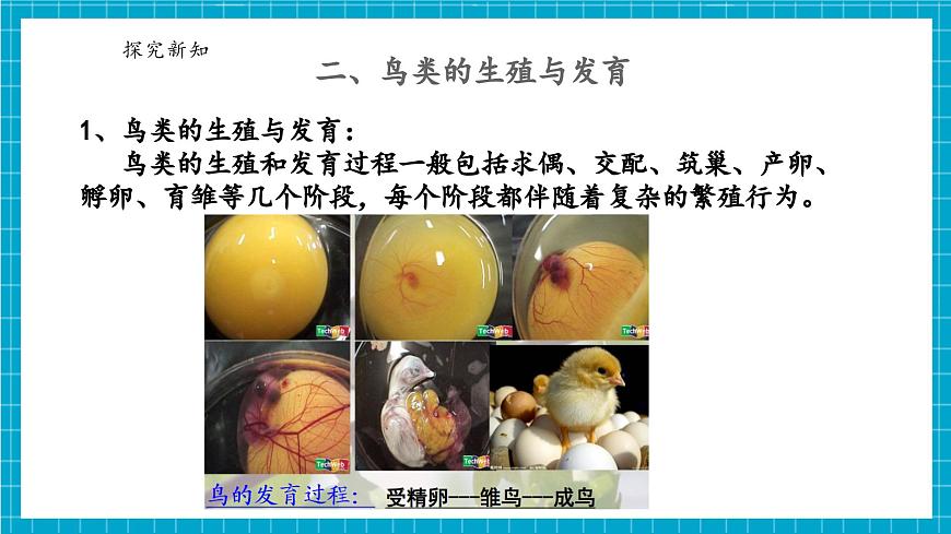 浙教版七下科學(xué) 1.2 人和動物的生殖與發(fā)育（3）第6頁