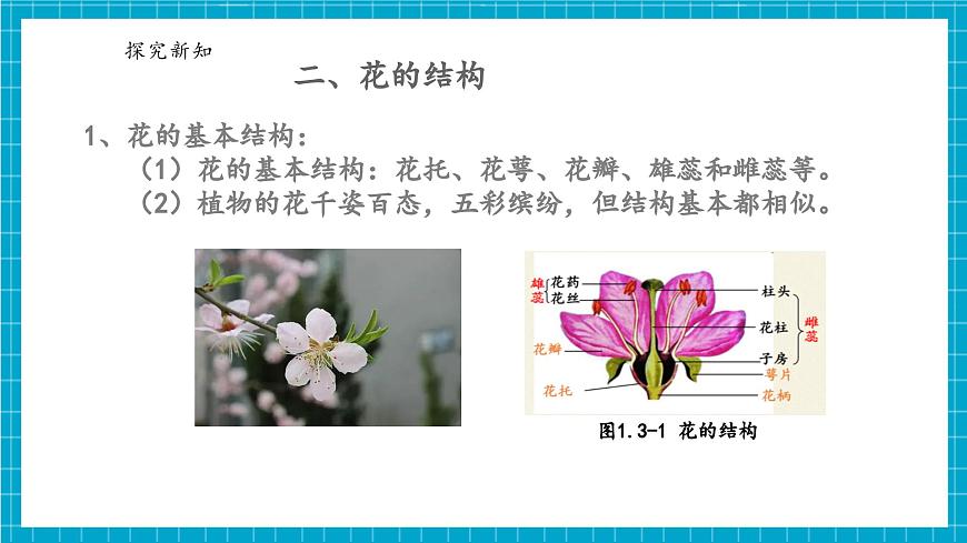 浙教版七下科學(xué) 1.3 植物的生殖與發(fā)育（1）第7頁(yè)