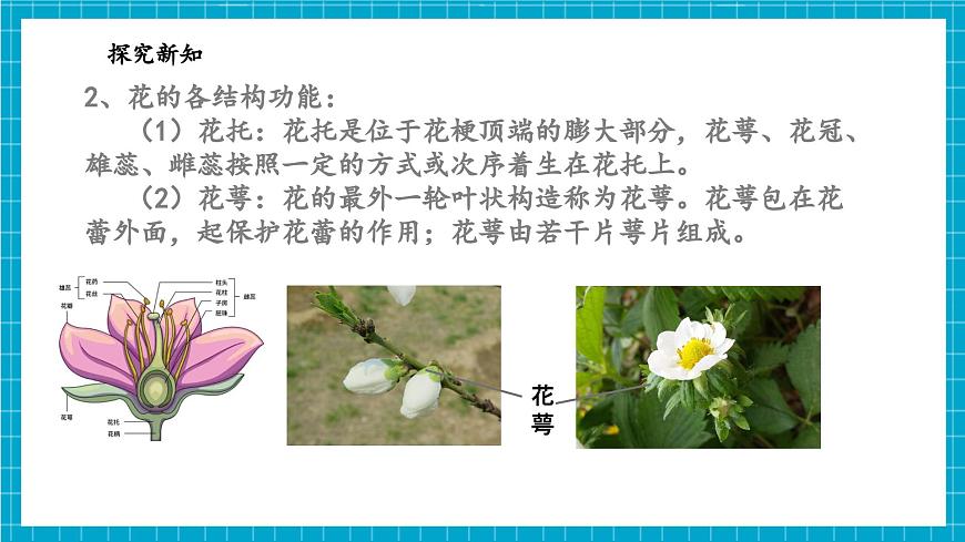 浙教版七下科學(xué) 1.3 植物的生殖與發(fā)育（1）第8頁(yè)
