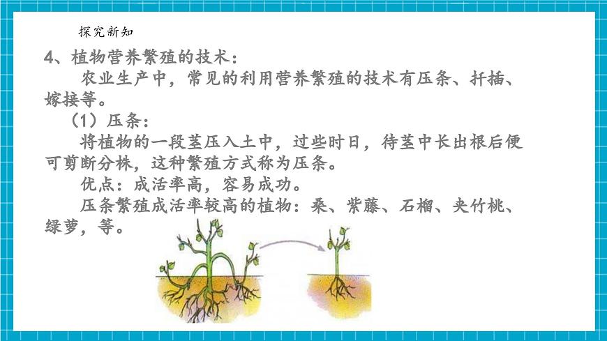 浙教版七下科學 1.3 植物的生殖與發(fā)育（4）第7頁