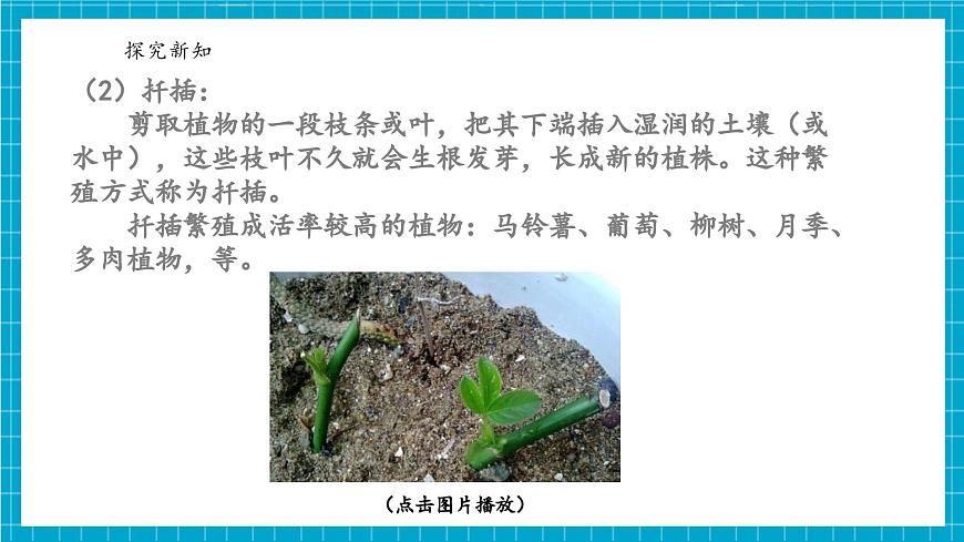 浙教版七下科學 1.3 植物的生殖與發(fā)育（4）第8頁