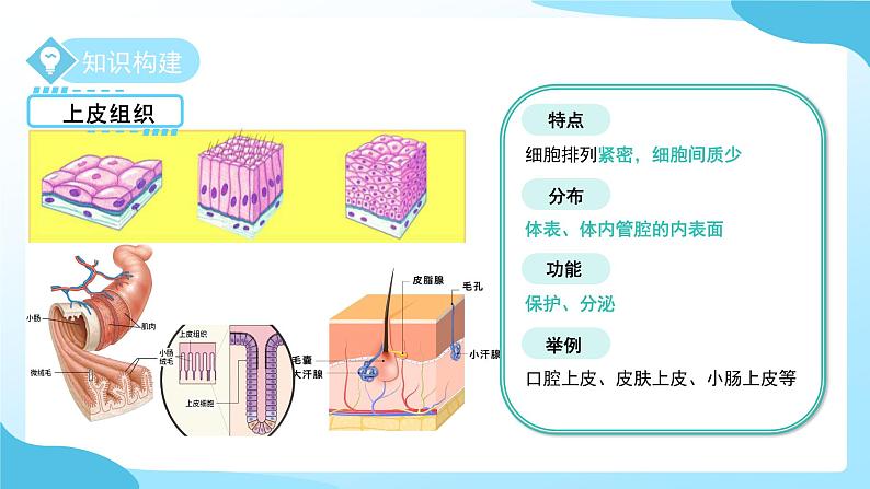 第一章 第一节 生物体的结构层次 第三课时 课件 科学浙教版(2024)七年级下册第6页