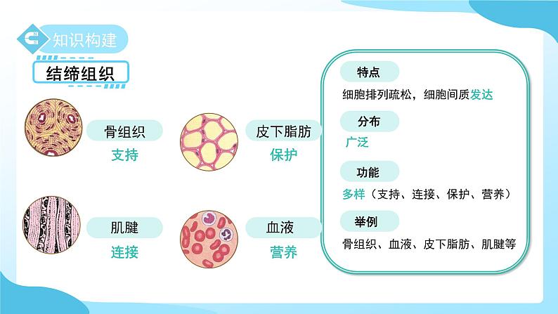 第一章 第一节 生物体的结构层次 第三课时 课件 科学浙教版(2024)七年级下册第8页