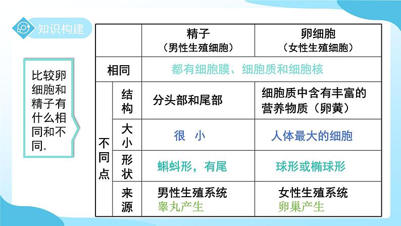 第1章 第2节 人和动物的生殖与发育 第1课时 课件 科学浙教版(2024)七年级下册第7页