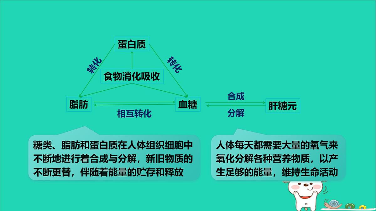 九年级科学上册第4章代谢与平衡第5节体内物质的动态平衡第1课时体内物质的动态平衡课件浙教版第8页