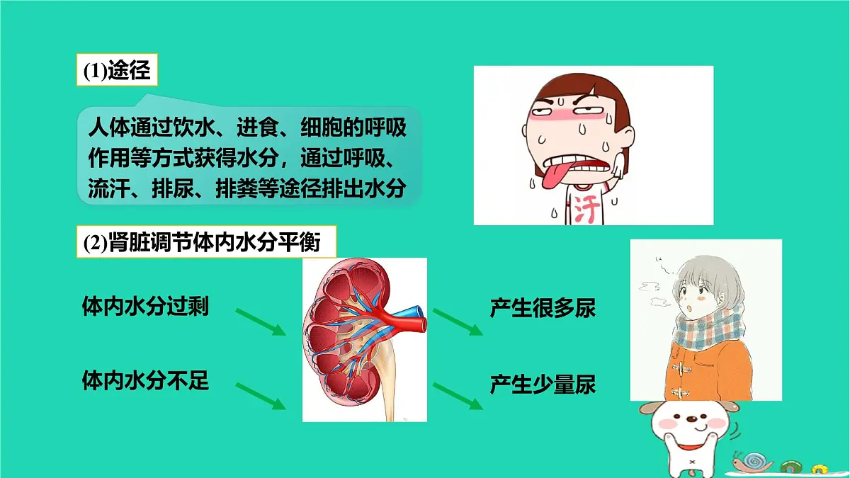 九年级科学上册第4章代谢与平衡第5节体内物质的动态平衡第2课时体内物质的动态平衡课件浙教版第6页